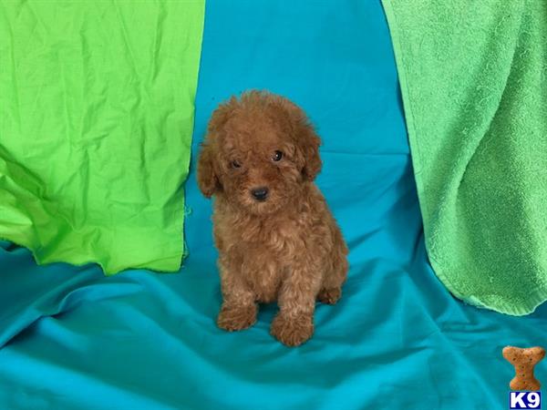 NEW PUPPIES Picture 3